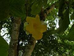 Tabernaemontana glabra