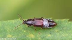 Acidota crenata