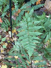 Dryopteris carthusiana