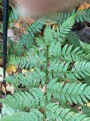 Dryopteris carthusiana