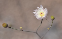 Atrichoseris platyphylla