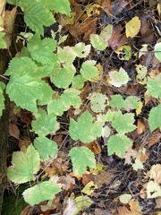 Viburnum acerifolium
