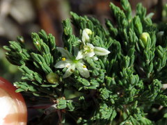 Asparagus stipulaceus