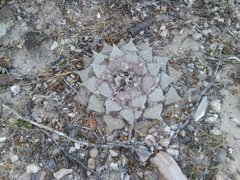 Ariocarpus retusus retusus