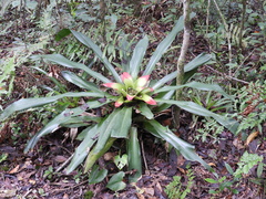 Nidularium innocentii