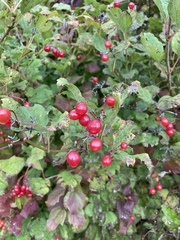 Viburnum opulus opulus