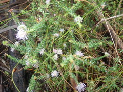 Agathosma juniperifolia