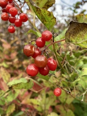 Viburnum opulus opulus