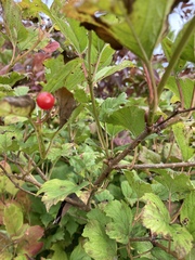 Viburnum opulus opulus