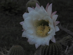 Trichocereus schickendantzii
