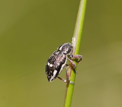 Aoplocnemis rufipes