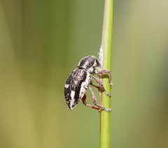 Aoplocnemis rufipes
