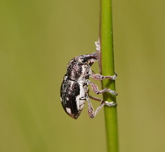 Aoplocnemis rufipes