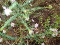 Agathosma juniperifolia