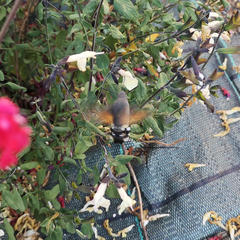 Macroglossum stellatarum
