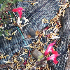 Macroglossum stellatarum