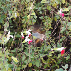 Macroglossum stellatarum