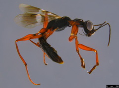 Dryininae