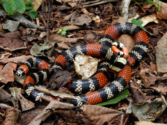 Micrurus altirostris