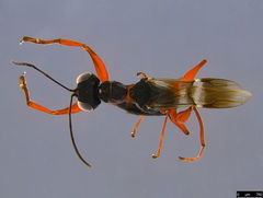 Dryininae