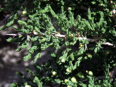 Asparagus stipulaceus