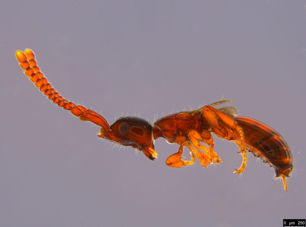 Rostropria spiniventris