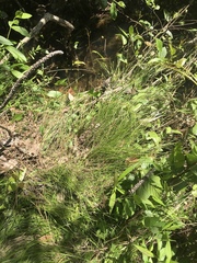 Eleocharis tuberculosa