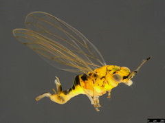 Cryptoneossa vulgaris