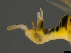 Cryptoneossa vulgaris