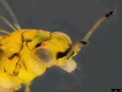 Cryptoneossa vulgaris