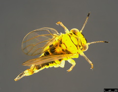 Cryptoneossa vulgaris