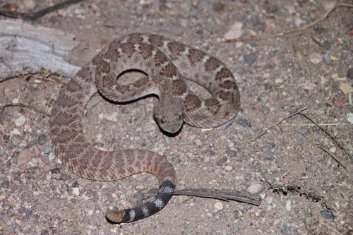 Photo of a Western Diamond-backed Rattlesnake (Crotalus atrox)