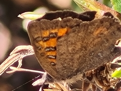 Chrysoritis zonarius zonarius