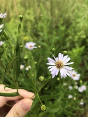 Symphyotrichum × salignum
