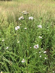 Symphyotrichum × salignum