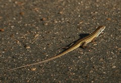 Gerrhosaurus nigrolineatus