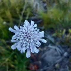 Scabiosa incisa