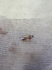 Cymus melanocephalus