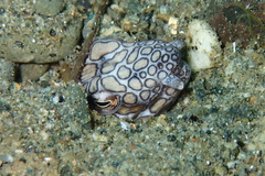 Ophichthus bonaparti