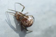 Parasteatoda tepidariorum