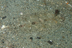 Samariscus triocellatus