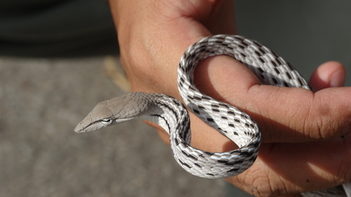 Oriental Whipsnake