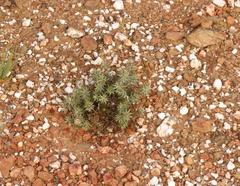 Macledium relhanioides