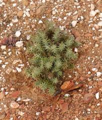 Macledium relhanioides