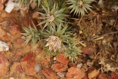 Macledium relhanioides