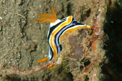 Chromodorididae