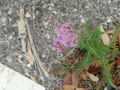 Achillea millefolium