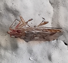 Belonochilus numenius