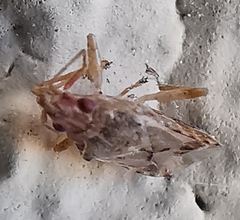 Belonochilus numenius