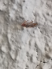 Belonochilus numenius